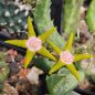 Preview: Stapelia flavopurpurea